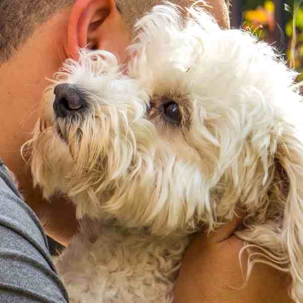 Designer Dogs For Adoption Near You Rehome or Adopt a Designer Mixed