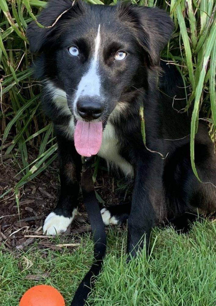 Mini Australian Shepherd for Adoption in Orland Park IL Supplies