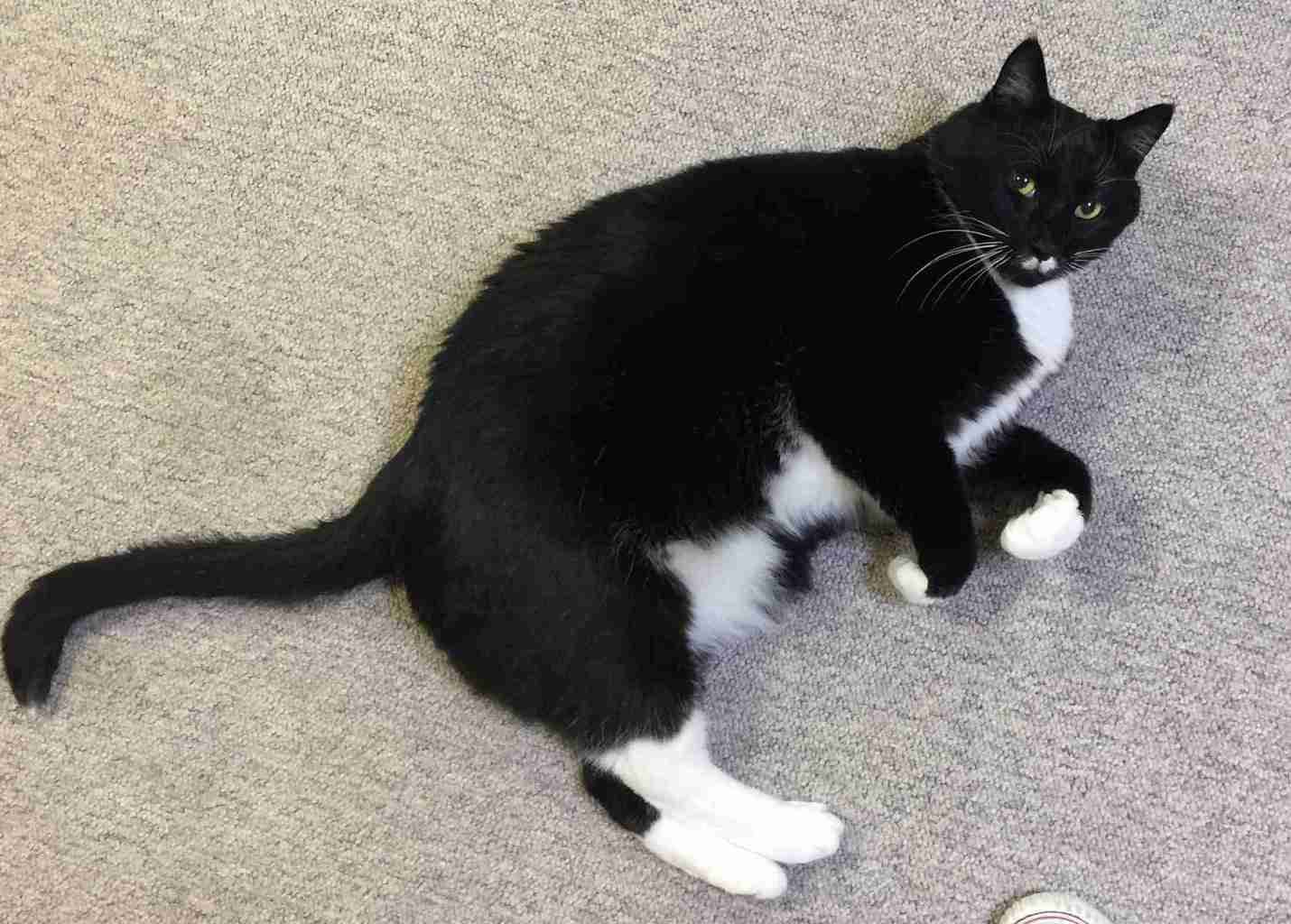 Madison VA Awesome 25 Pound Tuxedo Cat For Private Adoption Meet Edgar Allen Poe