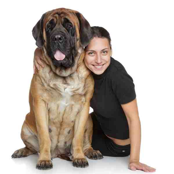 English Mastiffs For Adoption Near You Rehome or Adopt an English