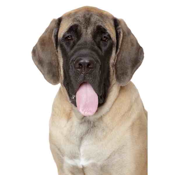 English Mastiffs For Adoption Near You Rehome or Adopt an English