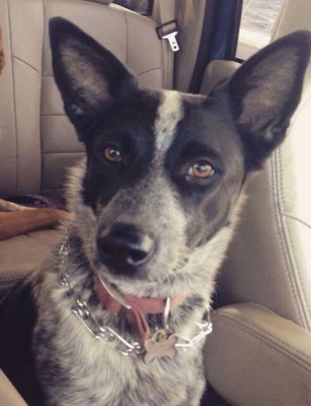 Queensland Heeler Mix For Private Adoption Lodi CA Meet