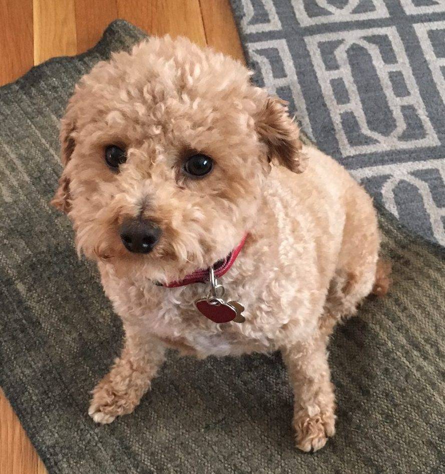 Toys For Older Small Dogs at Marian Taylor blog