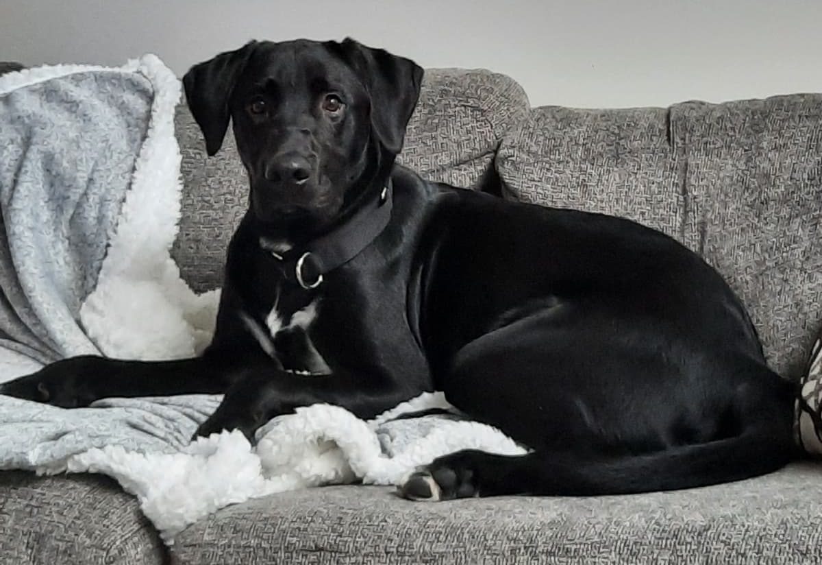 Handsome Labrador Retriever for Adoption in Edmonton AB Supplies Included Adopt Gunner Pet