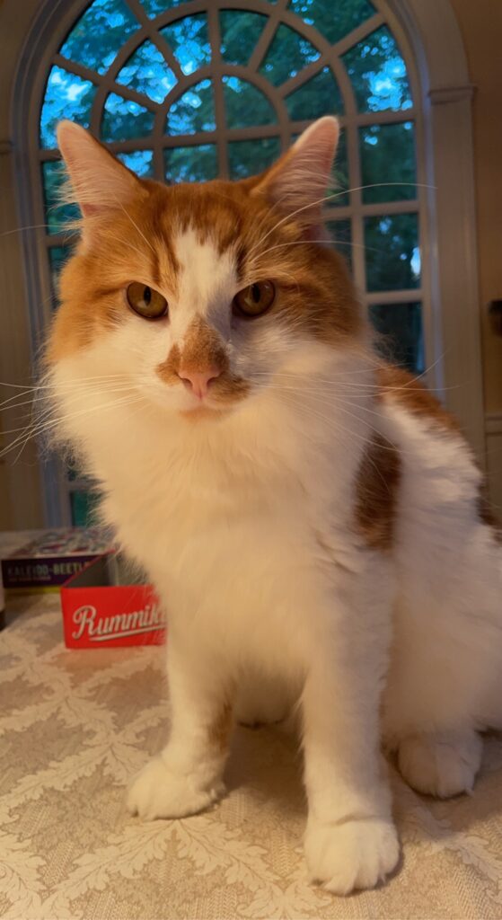 Longhair Orange Tabby Cat For Adoption in Warwick MD Meet Hawke