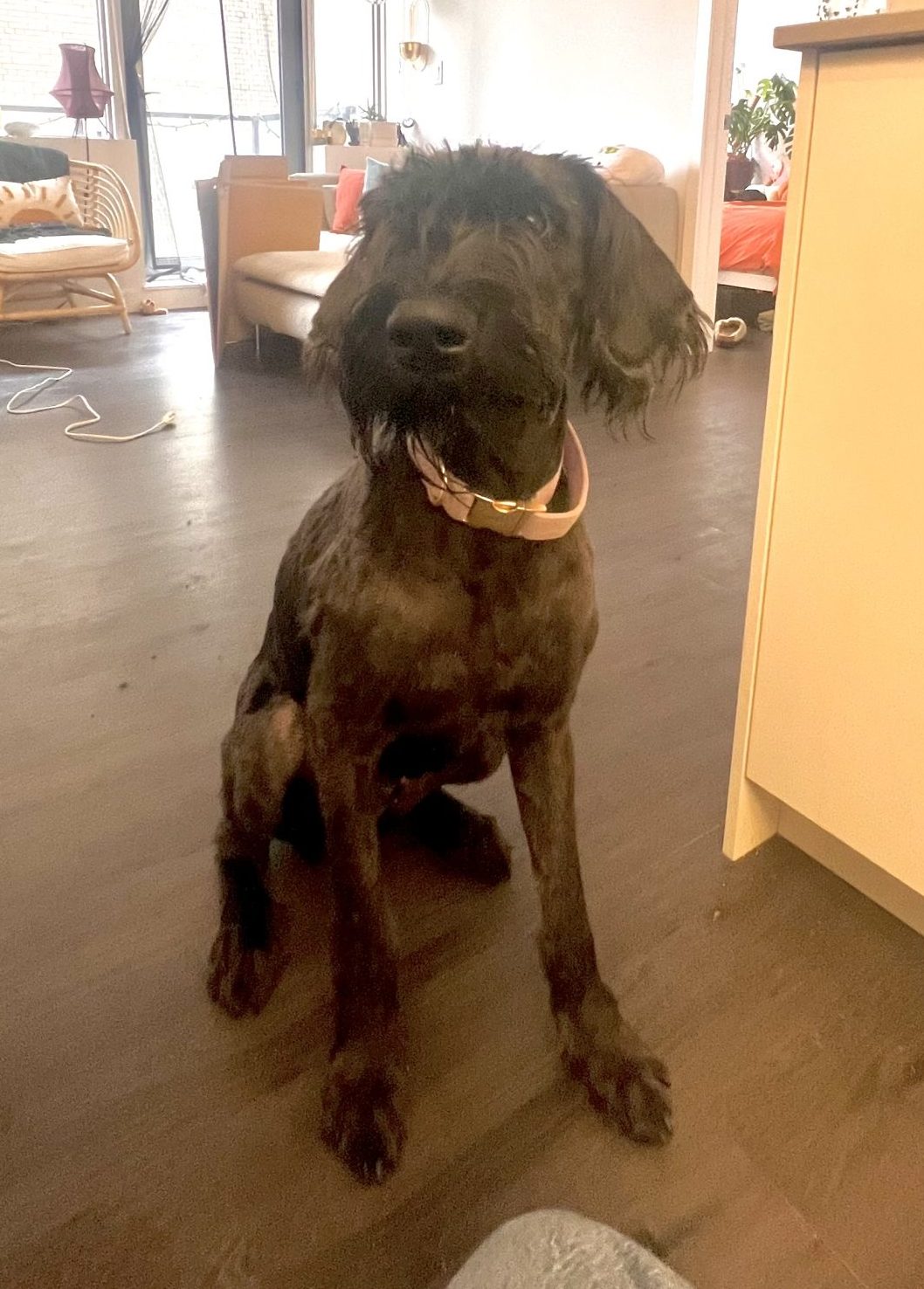 Giant Schnauzer Dog For Adoption in Edmonton AB Meet Phoebe