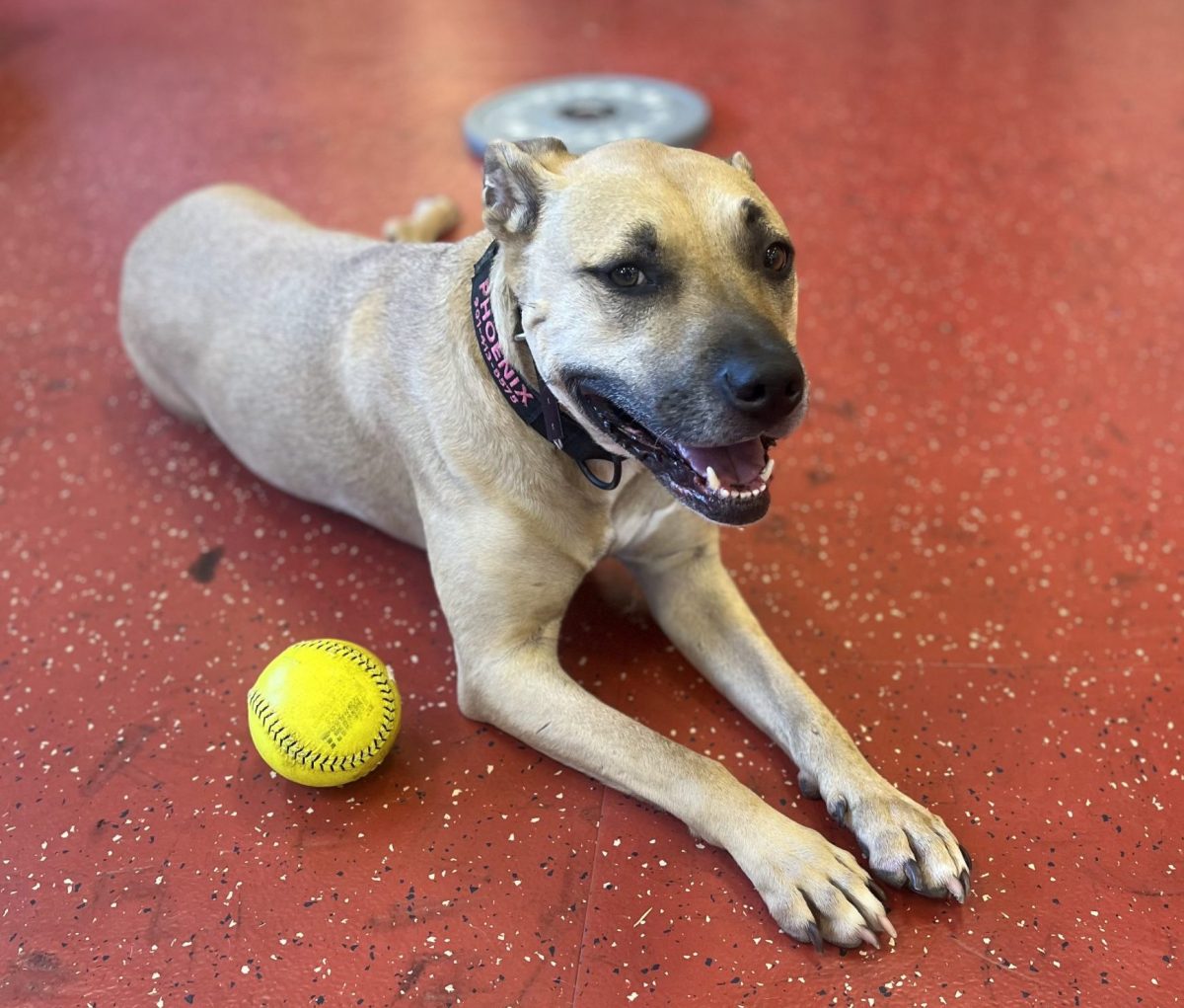 German Shepherd Pitbull Mix Dog for Adoption in Memphis TN (Byhalia, MS