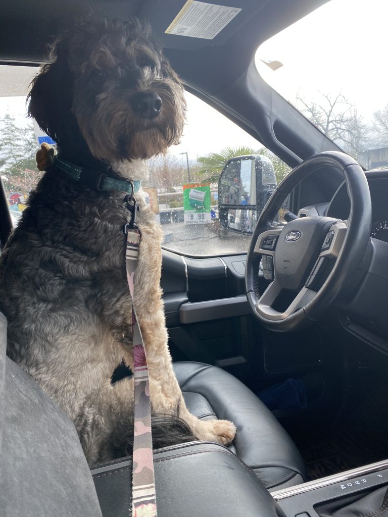 Beautiful Bernedoodle Dog for Adoption in Portland Oregon Meet Timber