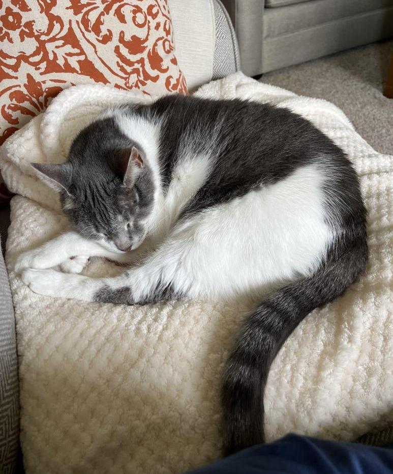 Declawed Cats For Adoption Near You Safe, Private Pet Adoptions By Owner