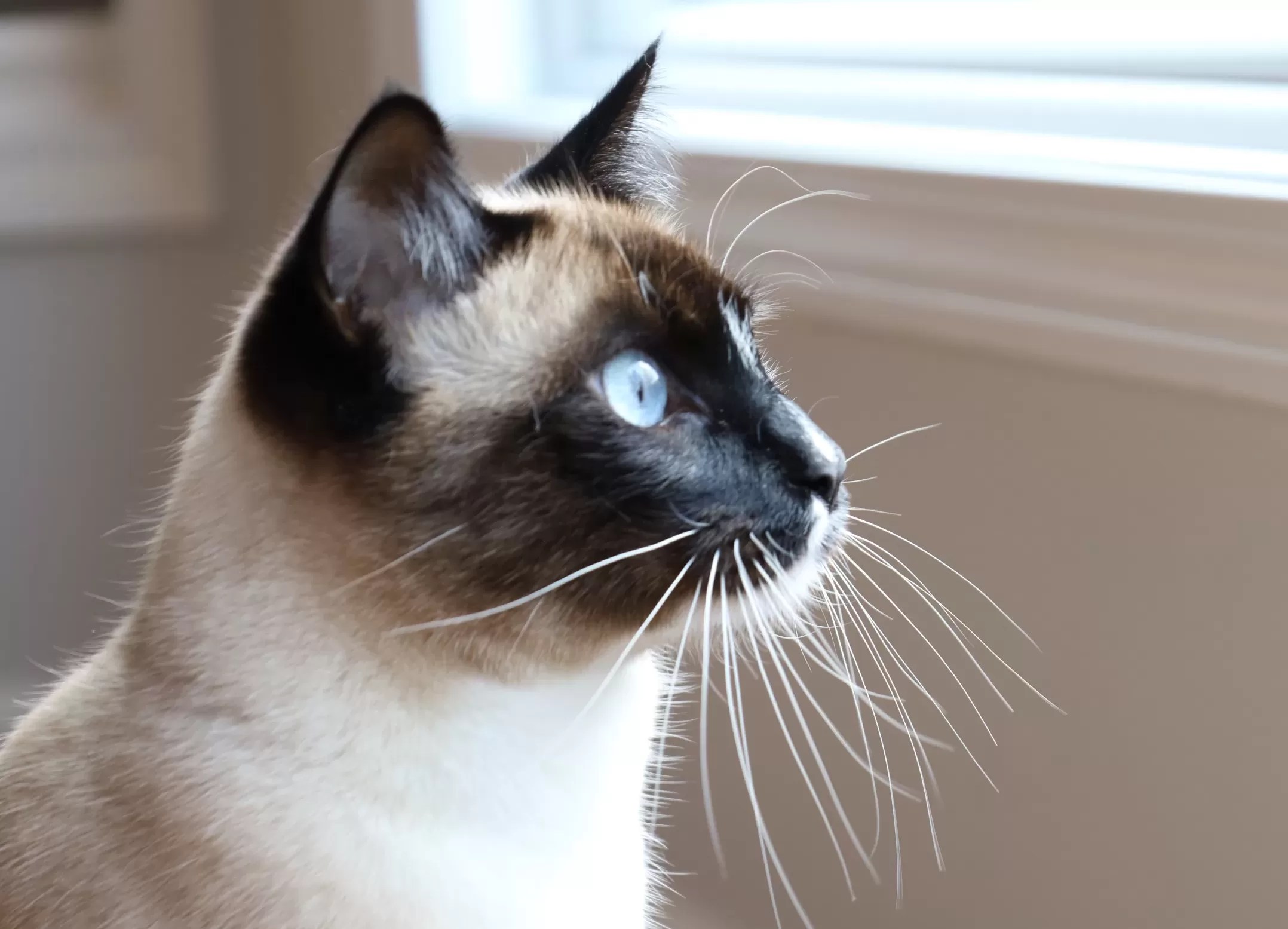 Toilet Trained Cats For Adoption Safe, Private Pet Adoptions By Owner