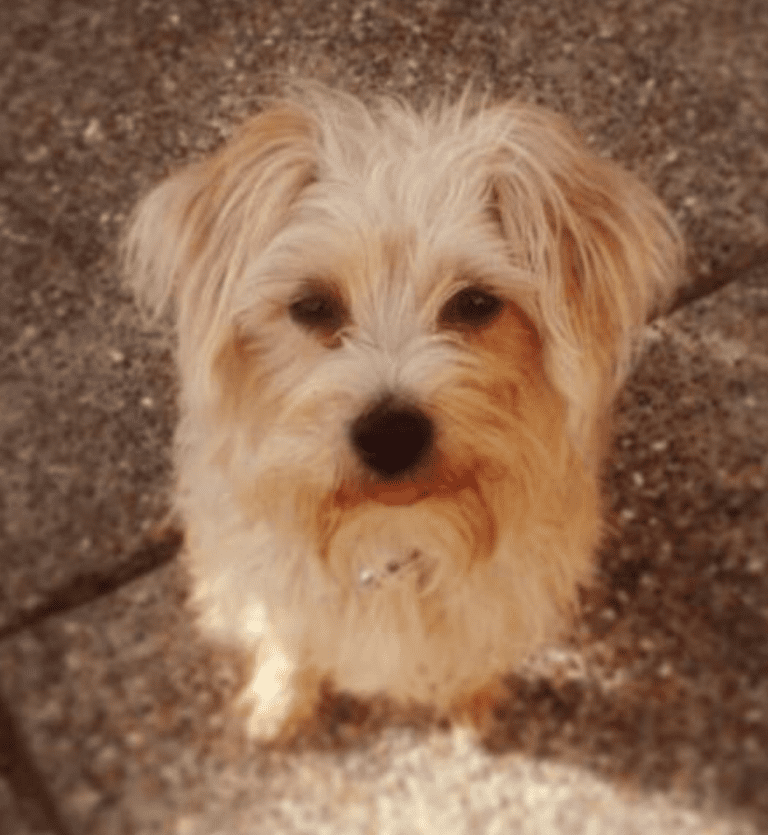 REHOMED Adorable Yorkshire Terrier Jack Russell Terrier Mix Alpine, Utah