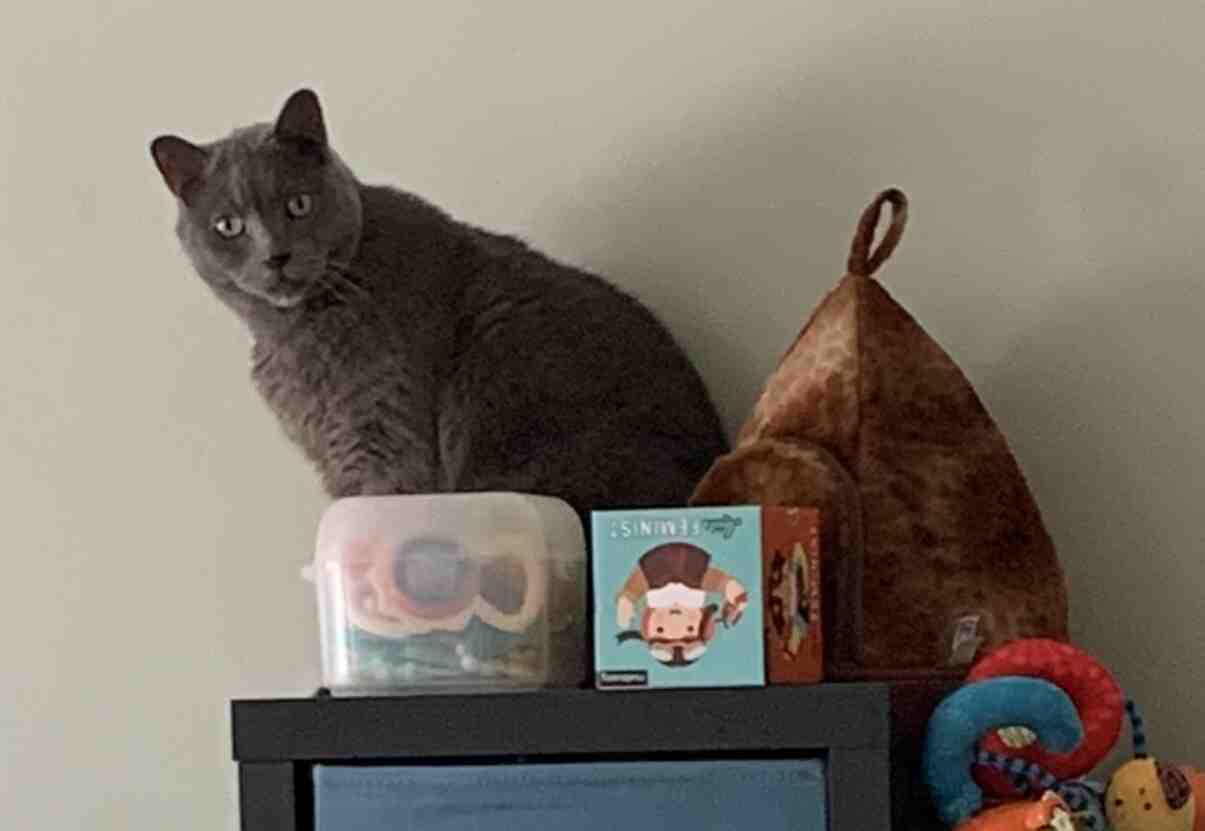 Russian Blue Mix Cat for Adoption in Beaumont Alberta AB Meet Malum