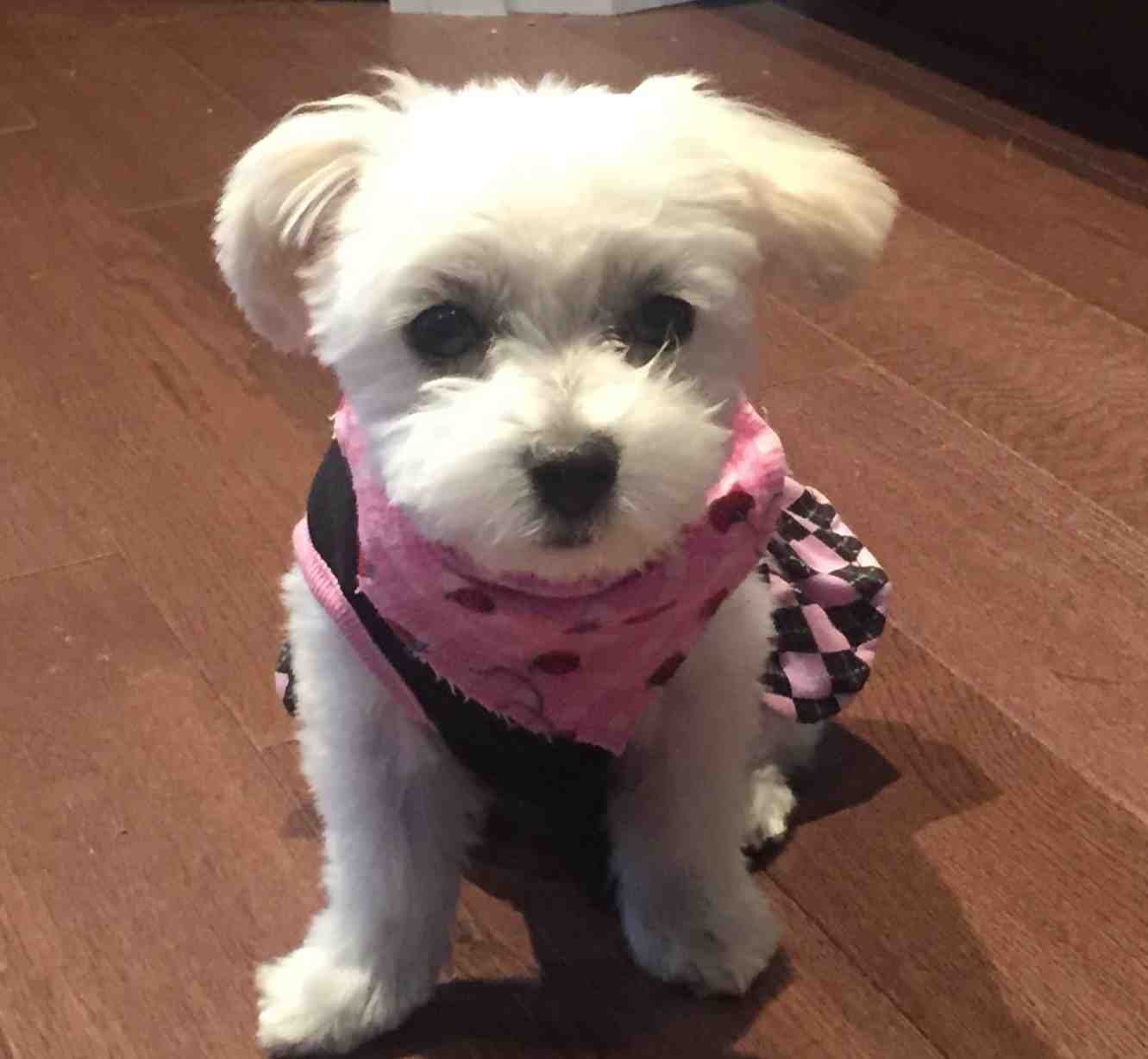 Sweet Miniature Maltese Dog For Adoption in Edmonton Meet Phoebe