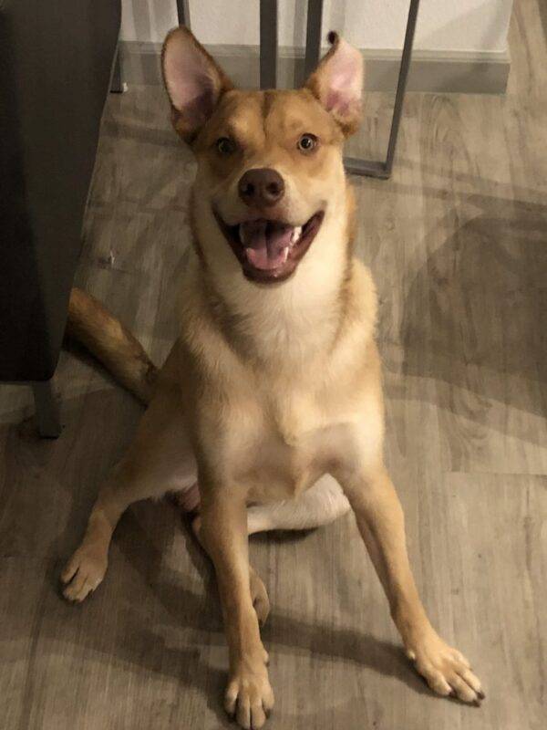 Urgent Foster Home Needed in Scottsdale AZ for Sweet Lab