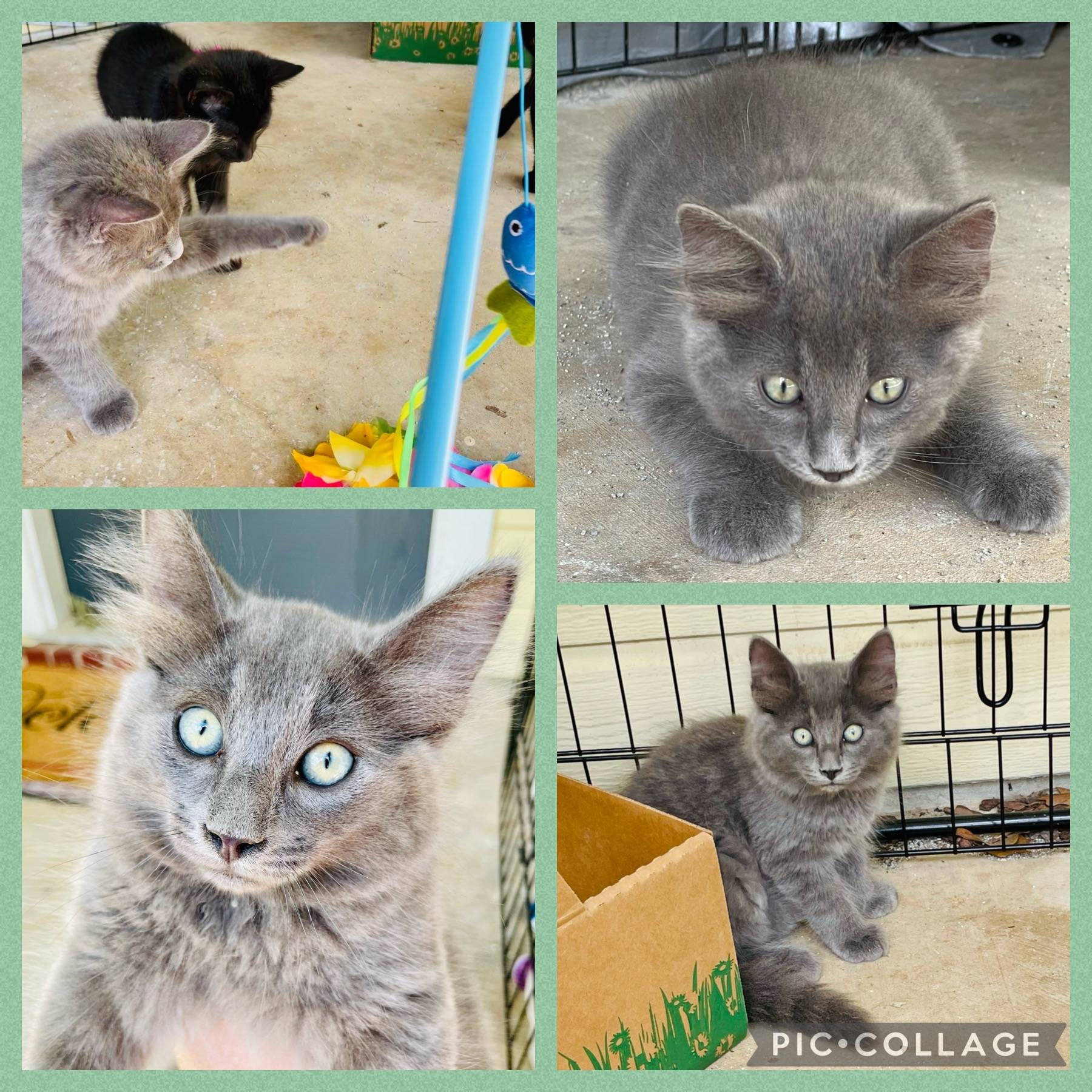 Kittens For Adoption Near You Kitten Rehoming Adopt a Kitten