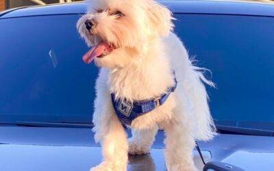 Proud to announce our beautiful litter of maltese puppies girls and boys available both parents kc registered.all been vaccinated vet checked and micro chipped and wormed treated.ready. Maltese Dogs For Adoption By Owner Maltese Rehoming Services