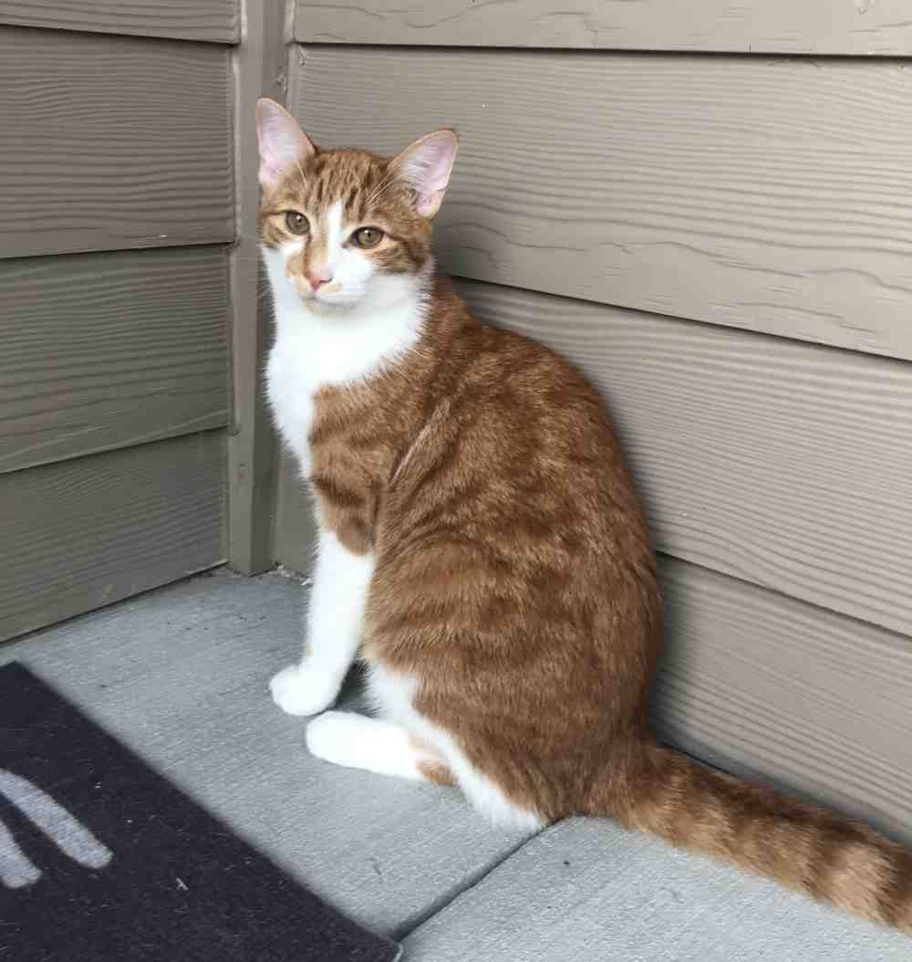 Adorable Polydactyl Orange Tabby Kitten To Adopt in Richmond TX Adopt