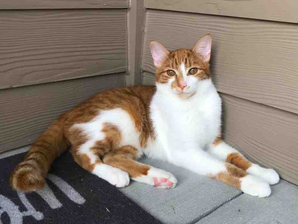 Adorable Polydactyl Orange Tabby Kitten To Adopt in Richmond TX Adopt