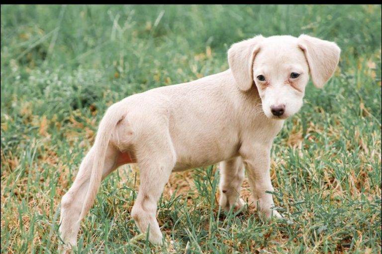 Our counters are closed, but our adoptions are not! Adopted Adorable Chiweenie Puppy Seattle Wa Louise