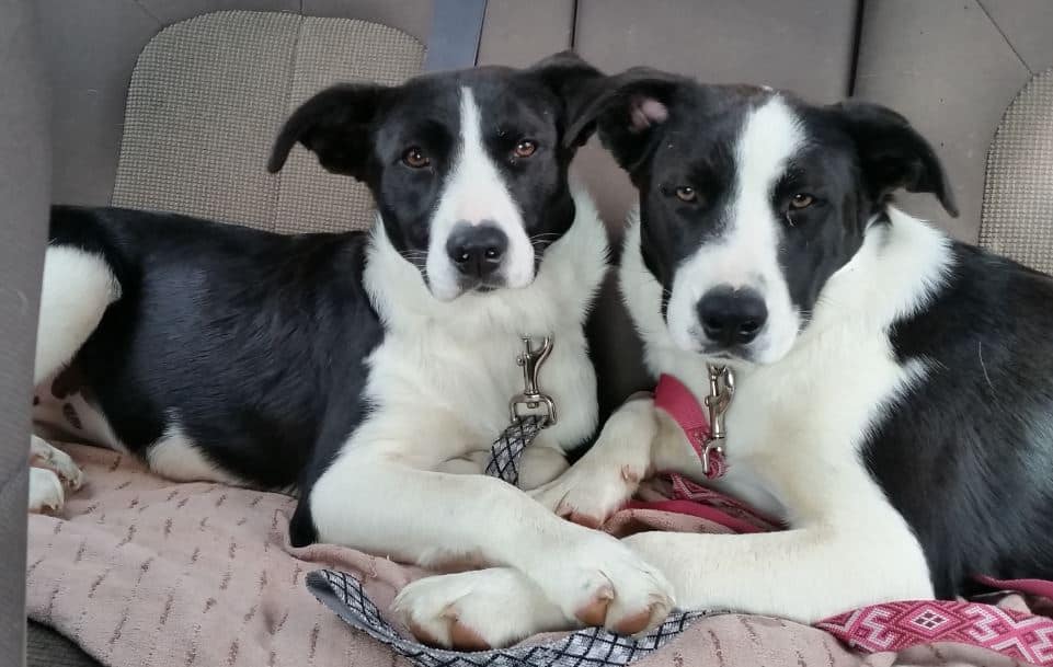 Chicago IL Border Collie Labrador Retriever Mix Dogs For Adoption