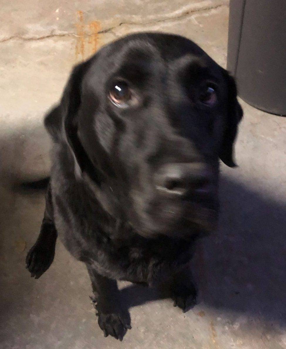 ADOPTED Labrador Retriever in Buffalo NY Meet Missy