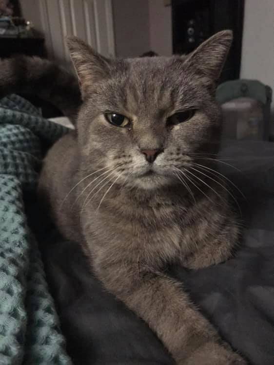 Sweet Brown Tabby Cat For Adoption in Murfreesboro Tennessee All