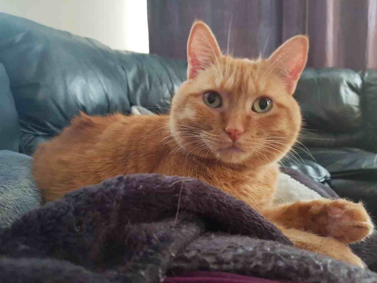 Orange Tabby Cats For Adoption Near You Adoptable Pet Listings