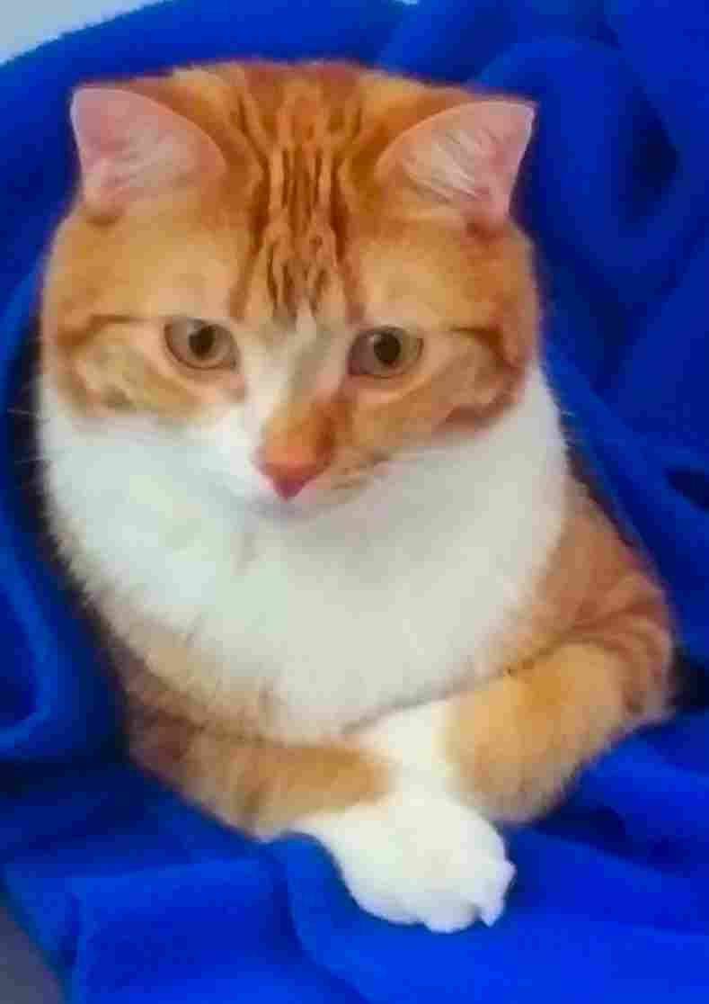 Bonded Orange Tabby Cats For Adoption in Calgary AB Adopt Bingo and