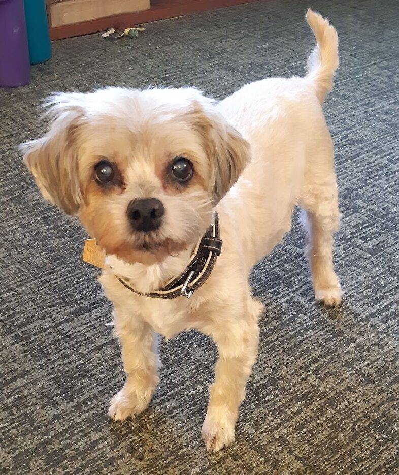 Adorable Maltese Shih Tzu Mix (Malshi) Dog For Adoption Calgary AB