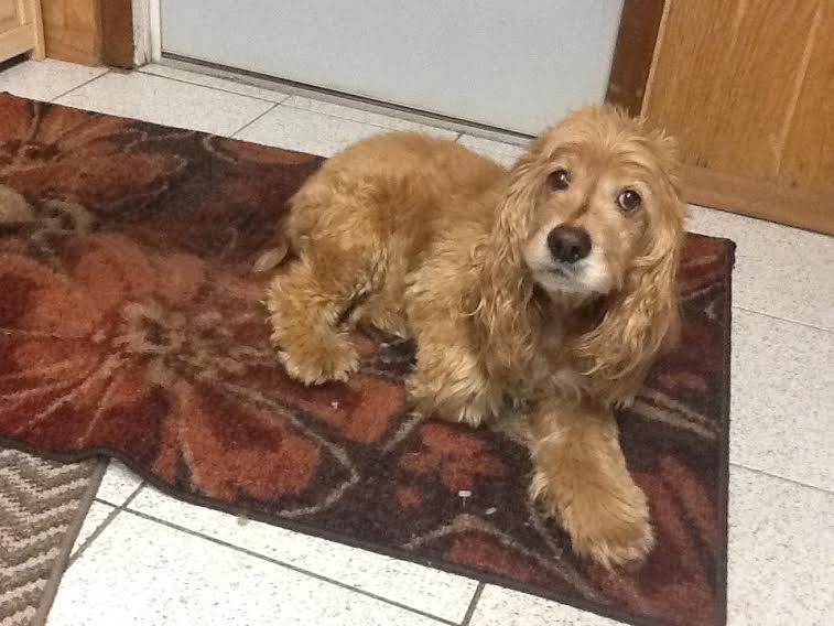 REHOMED Cocker Spaniel in Paramus, New Jersey