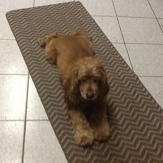 REHOMED Cocker Spaniel in Paramus, New Jersey