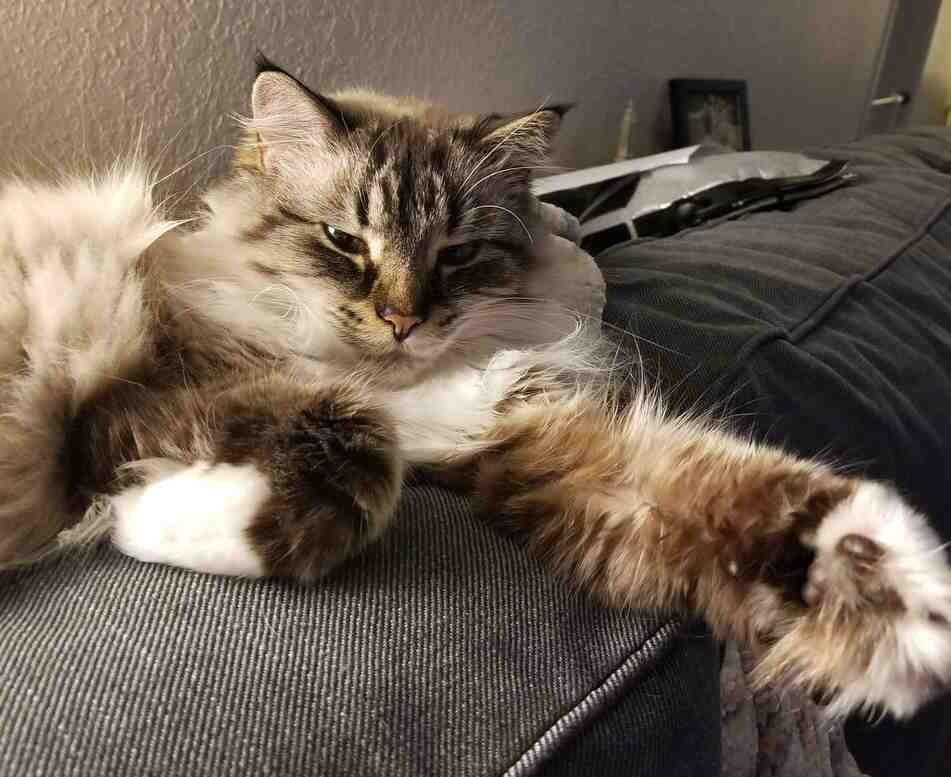 Staying with Owners Lynx Point Ragdoll Mix Cat Kent WA Meet Rogue