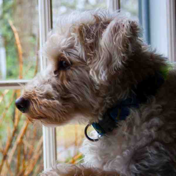Schnoodles For Adoption Near You Rehome or Adopt a Schnoodle Pet
