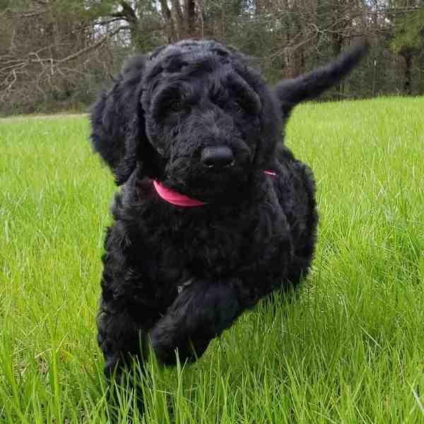 Schnoodles For Adoption Near You Rehome or Adopt a Schnoodle Pet