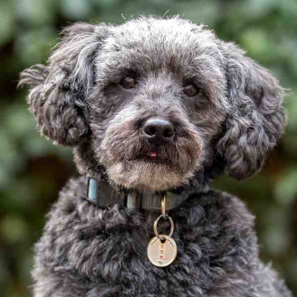Schnoodles For Adoption Near You Rehome or Adopt a Schnoodle Pet