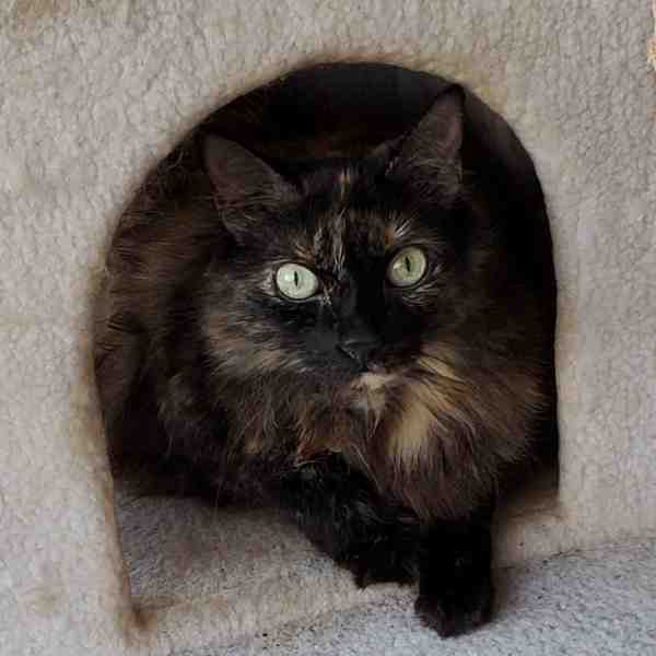 Long Haired Tortoiseshell Cat For Adoption Spring Hill Florida