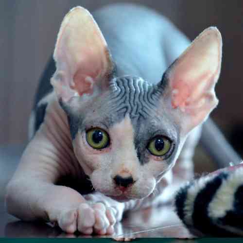Sphynx Cats For Adoption Near You Rehome Adopt a Sphynx Cat or Kitten Safe, Private Pet