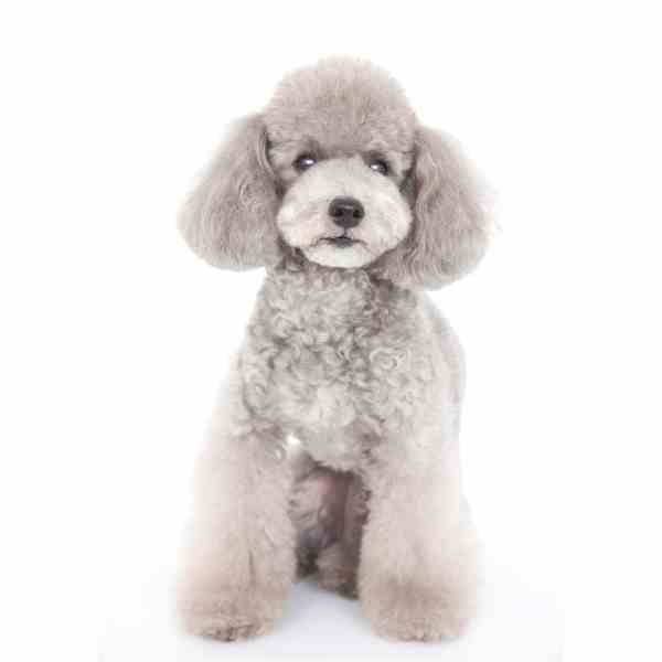 Toy Poodles For Adoption Near You Rehome or Adopt a Toy Poodle Pet
