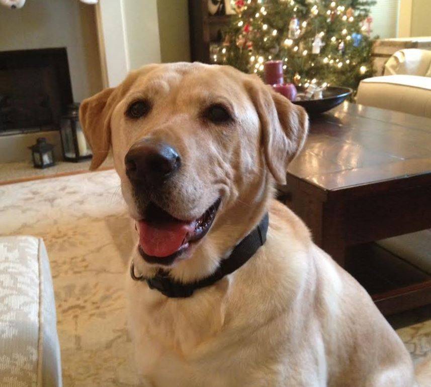ADOPTED Lovely Lola Purebred Yellow Labrador Retriever Bellaire, Texas
