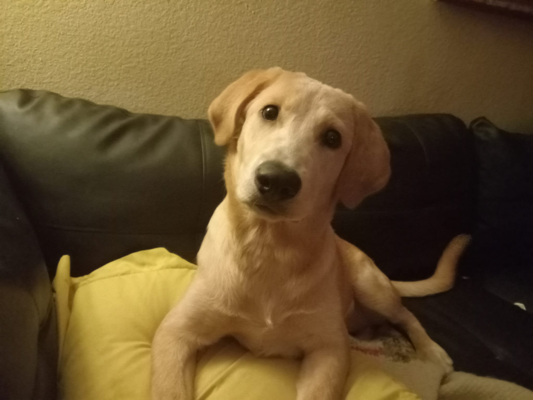 Golden Shepherd Puppy For Adoption in Sacramento CA Meet Addy