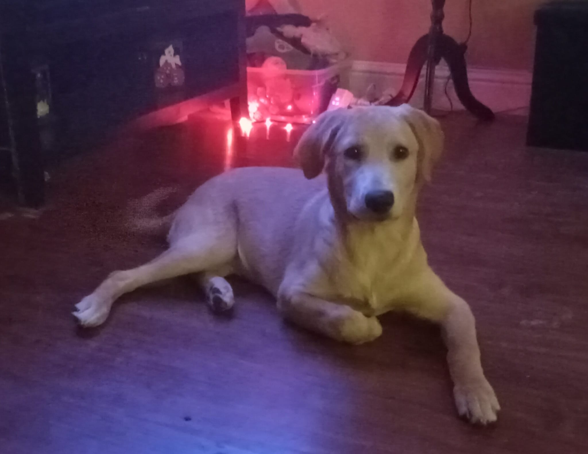 Golden Shepherd Puppy For Adoption in Sacramento CA Meet Addy