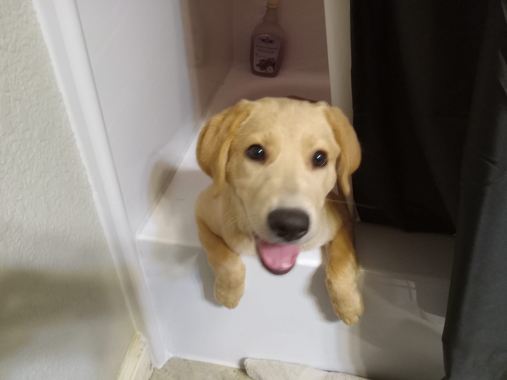 Golden Shepherd Puppy For Adoption in Sacramento CA Meet Addy