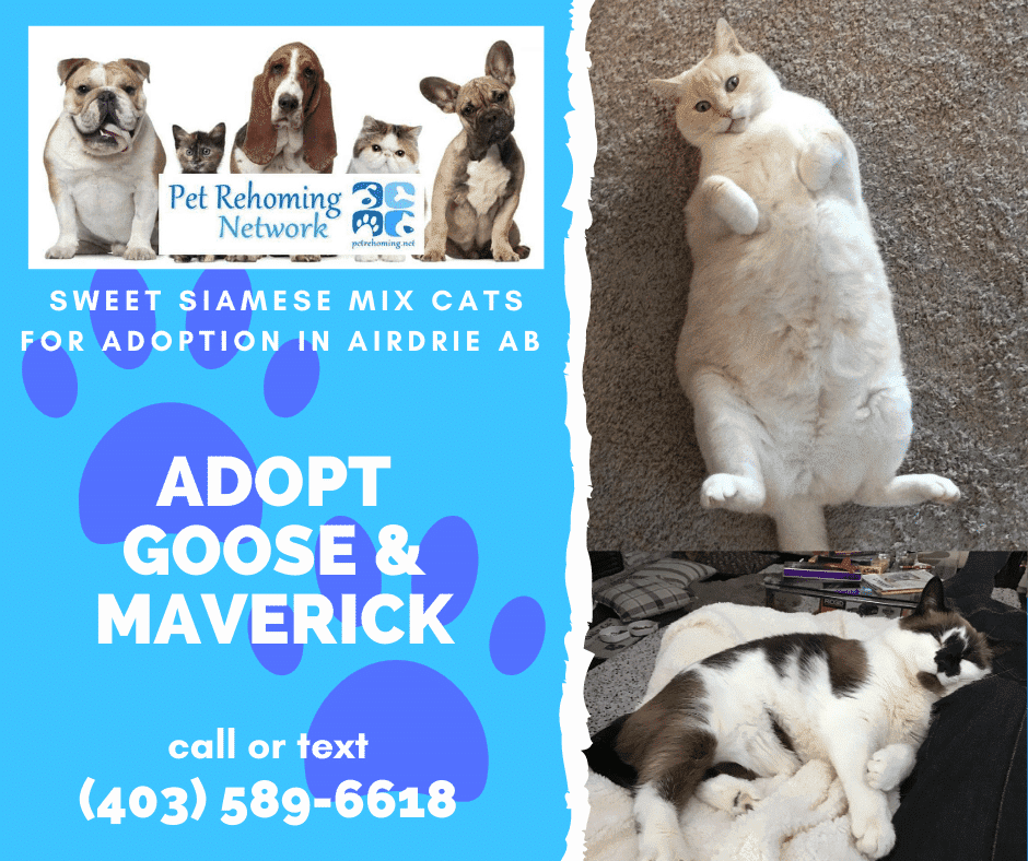Adopt a Snowshoe & Flame Pt Siamese Cat in Calgary AB Supplies