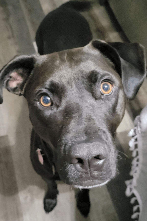 Labrador Retriever Border Collie Mix (Borador) Dog For