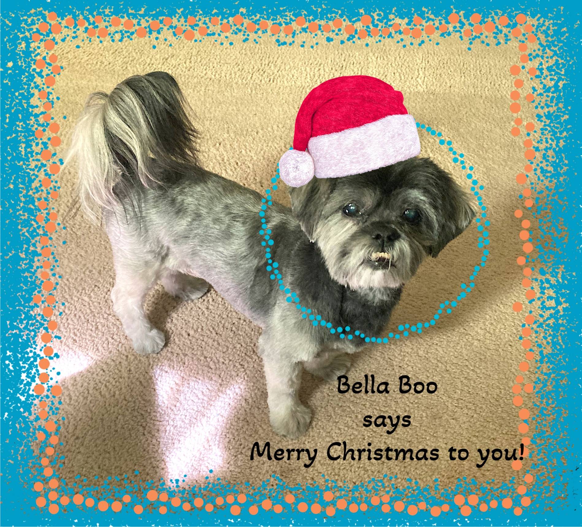 Shih Tzu Dog for Adoption in Phoenix, Arizona Supplies Included