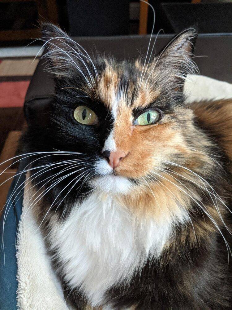 ADOPTED Stunning Longhaired Calico Cat in Santa Clara California