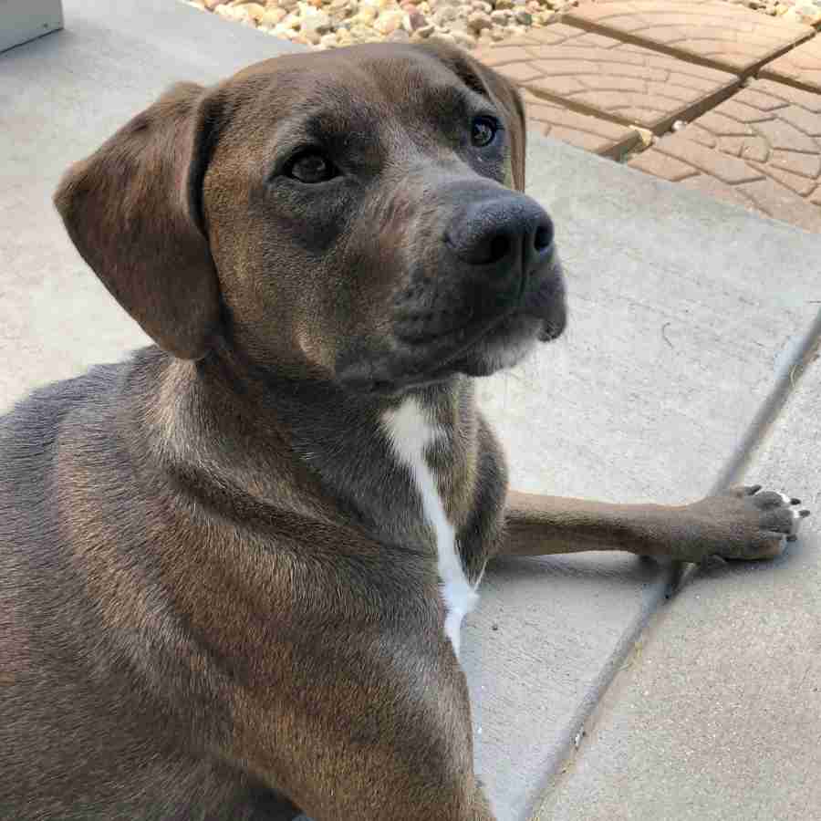 Redbone Coonhound Labrador Retriever Mix Dog for Adoption in