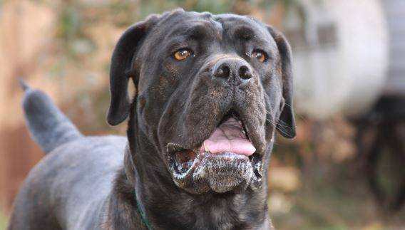 Cane Corsos For Adoption Near You Rehome or Adopt a Cane Corso Dog