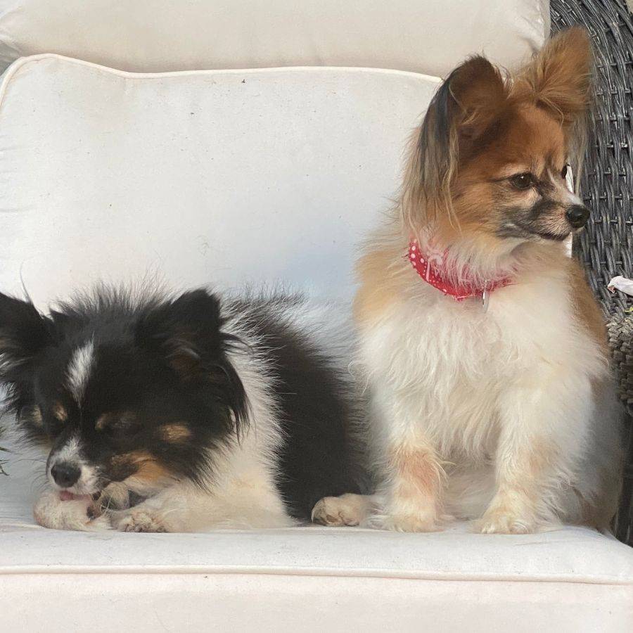 Bonded Papillons For Adoption in Los Angeles CA Supplies Included