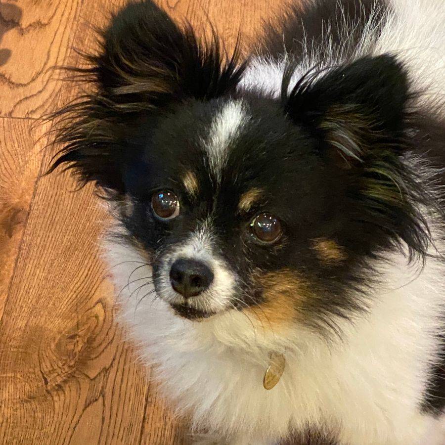Bonded Papillons For Adoption in Los Angeles CA Supplies Included